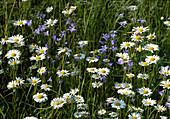Flower meadow: Leucanthemum vulgare (daisies) and Campanula patula (meadow bellflower)