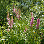 Gymnadenia conopsea (Große Händelwurz, Mückenhändelwurz), sie wächst auf Wiesen, Weiden, Flachmooren und an Bachläufen