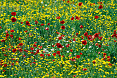 Flower meadow: Papaver rhoeas (poppy) and Anthemis tinctoria (camomile)