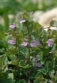 Wothe: Glechoma hederacea (Groundsel), perennial, evergreen wild perennial, ground cover