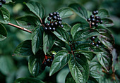 Red dogwood Cornus sanguinea