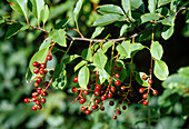 Prunus padus (Traubenkirsche) mit unreifen Früchten