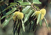 Castanea sativa (chestnut)