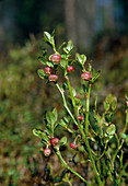 Heidelbeere (Vaccinium myrtillus), regional auch Blaubeere, Schwarzbeere, Mollbeere, Wildbeere, Waldbeere, Bickbeere, Zeckbeere, Moosbeere genannt