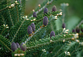 Abies koreana (Korean fir) with fresh sprouts in spring