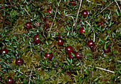 Vaccinium macrocarpon (Moosbeeren, auch Cranberries)