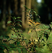 Atropa belladonna (Deadly nightshade)