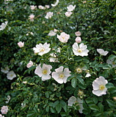 Heckenrose, Hundsrose