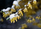 Forsythia (Goldglöckchen) mit Schnee