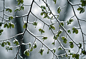 Zweig von Carpinus betulus (Hainbuche) mit Schnee auf frischen Trieben