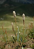 Knöllchen-Knöterich (Bistorta vivipara, Polygonum viviparum)