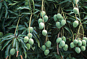 Mangobaum (Mangifera indica), tropischer Obstbaum mit unreifen, grünen Früchten