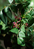 Flowers of Averrhoa carambola (carambola, star fruit)
