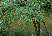 Sandalwood tree (Santalum album), tropical useful plant
