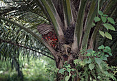 Oil palm (Elaeis guineensis), tropical useful plant for the production of palm oil
