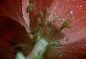 Aphids on begonia