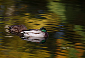 Mallard (Anas platyrhynchos)