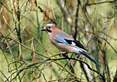 Eurasian Jay (Garrulus glandarius) on branch