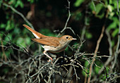 Nightingale (European nightingale) on twigs