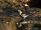 Hawfinch (Coccothraustes coccothraustes) at the water's edge