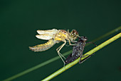 Gemeine Heidelibelle (Sympetrum vulgatum), frisch aus Larve geschlüpft