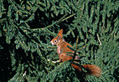 Eichhörnchen (Sciurus vulgaris) in Fichte