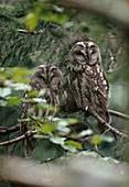 Owls (Strigiformes) side by side on twig