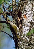 Grünspecht (Picus viridis), auch Grasspecht oder Erdspecht genannt, hämmert an Betula (Birkenstamm)