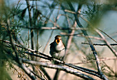 Singing nightingale (Luscinia megarhynchos) on branches