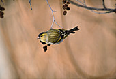 Siskin, Siskin (Carduelis spinus)