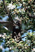 Singender Star (Sturnus vulgaris) im Baum