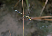 Blue-green mosaic dragonfly (Aeshna cyanea)