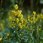 Genista tinctoria (Dyer's broom)