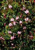 Gewöhnliche Moosbeere (Vaccinium oxycoccos, syn. Oxycoccus palustris)