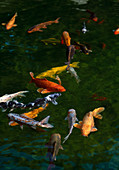 Koi carp in the garden pond