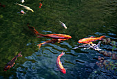 Koi carp in the garden pond