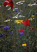 Colourful flower meadow with Centaurea cyanus (cornflowers), Papaver rhoeas (corn poppy), Matricaria (camomile) and Anthemis (dyer's camomile)