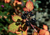 Rubus fruticosus (Echte Brombeere)