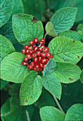 Viburnum lantana (Wooly snowball), fruits