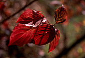 Cornus saguinea (Roter Hartriegel), Blätter in Herbstfärbung