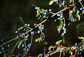 Prunus spinosa (Blackthorn) - fruits