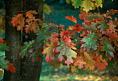 Quercus rubra / Eiche - Herbstfärbung