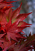 Acer palmatum (Fächerahorn) - Herbstfärbung