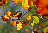Fagus sylvatica (Rotbuche) - Herbstfärbung