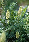 Reseda lutea (Gelbe Resede, Gelber Wau)