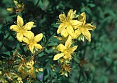 Hypericum perforatum (St. John's wort, Spotted hard hay)