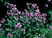 Hesperis matronalis (night violets)