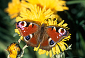 Peacock butterfly (Aglais io; syn.: Inachis io, Nymphalis io) on yellow flower