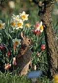Wild rabbit (common rabbit)