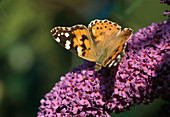 Thistle butterfly (Cynthia cardui) on summer lilac (Buddleja)